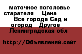 маточное поголовье старателя  › Цена ­ 3 700 - Все города Сад и огород » Другое   . Ленинградская обл.